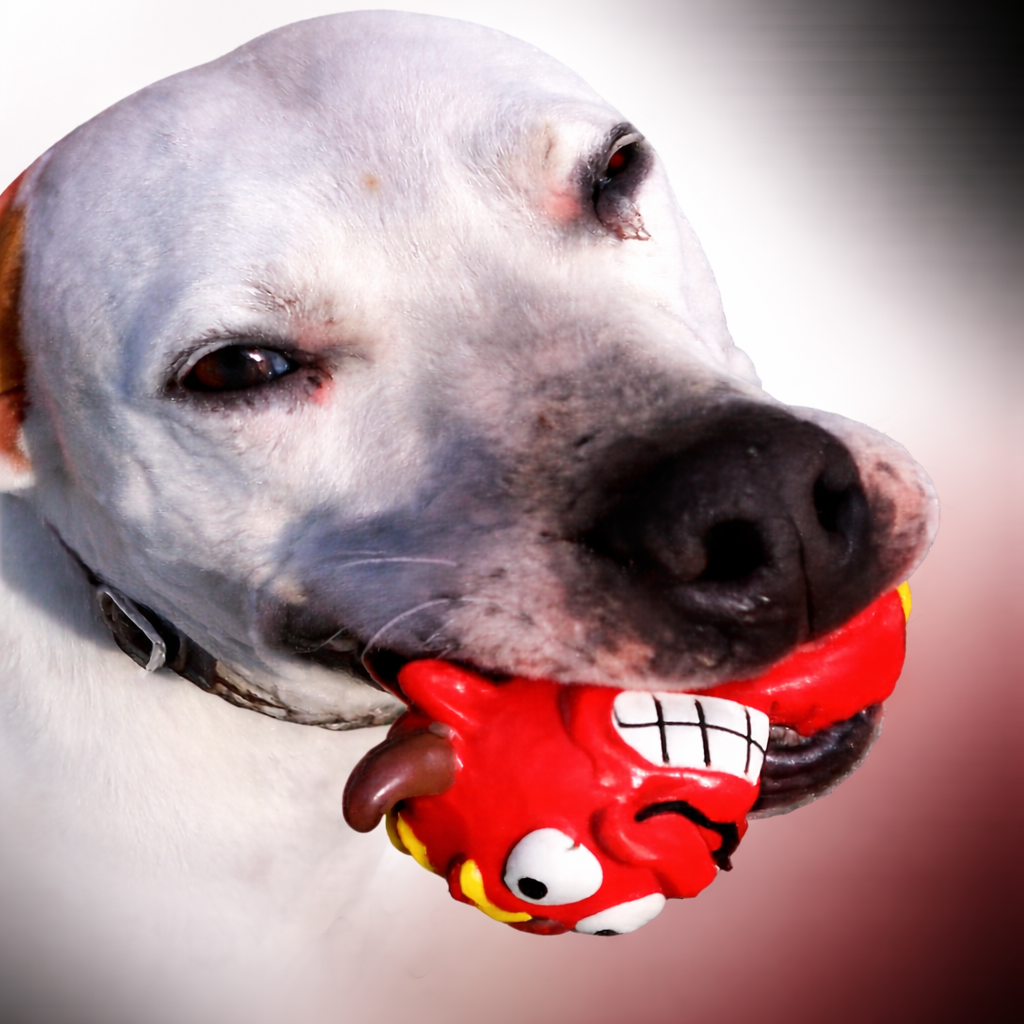Dog with toy